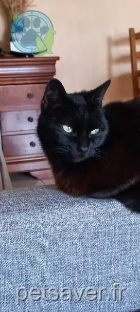 chatte lost   14260 Bonnemaison Poucinette