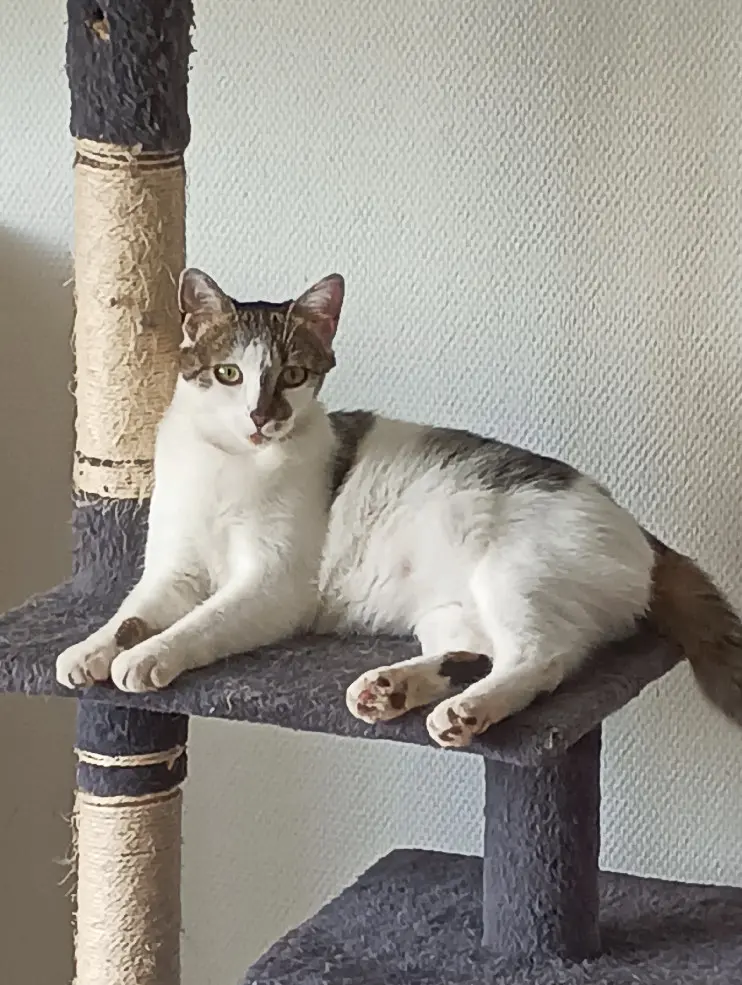 Chatte Perdue 14 Calvados Chatte Perdue 14 Calvados