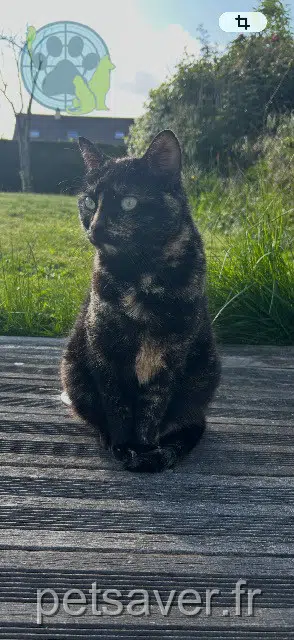 Katze lost 14123 Cormelles-le-Royal Reina