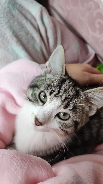 chatte lost   14190 Estrées-la-Campagne Ruby