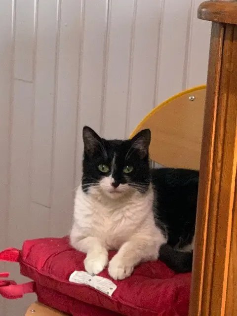 chatte lost   14910 Benerville-sur-Mer Saba