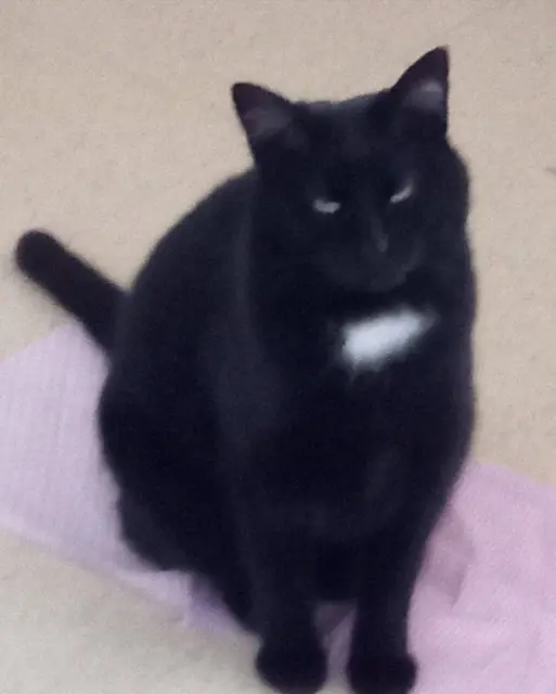 chatte lost   14400 Bayeux Sabbah