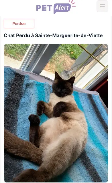 chatte lost   14170 Saint-Pierre-en-Auge Nala