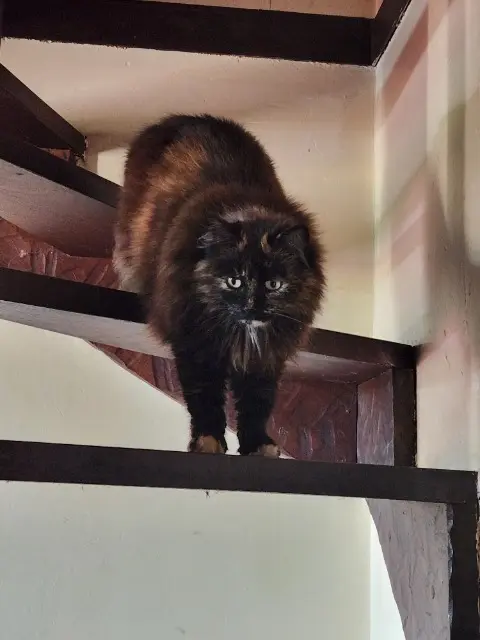 chatte lost   14350 Souleuvre-en-Bocage Channel