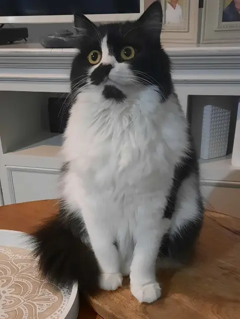 chatte lost   14330 Le Breuil-en-Bessin Tao