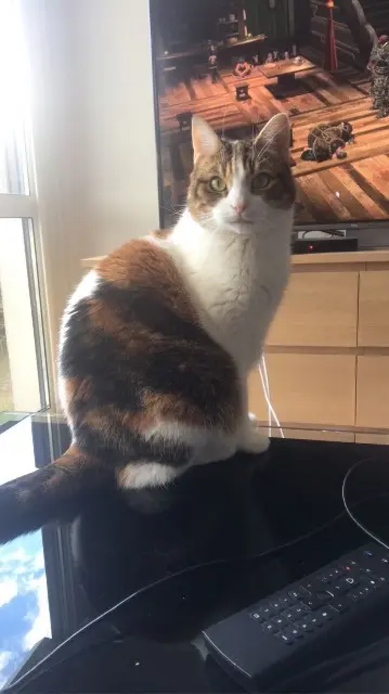 chatte lost   14730 Giberville Tchoupi