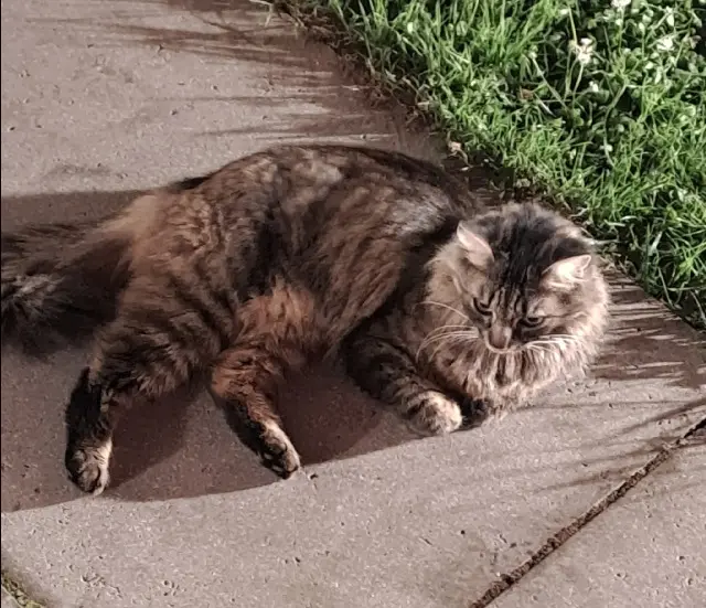 chatte lost   14210 Baron-sur-Odon Tekila