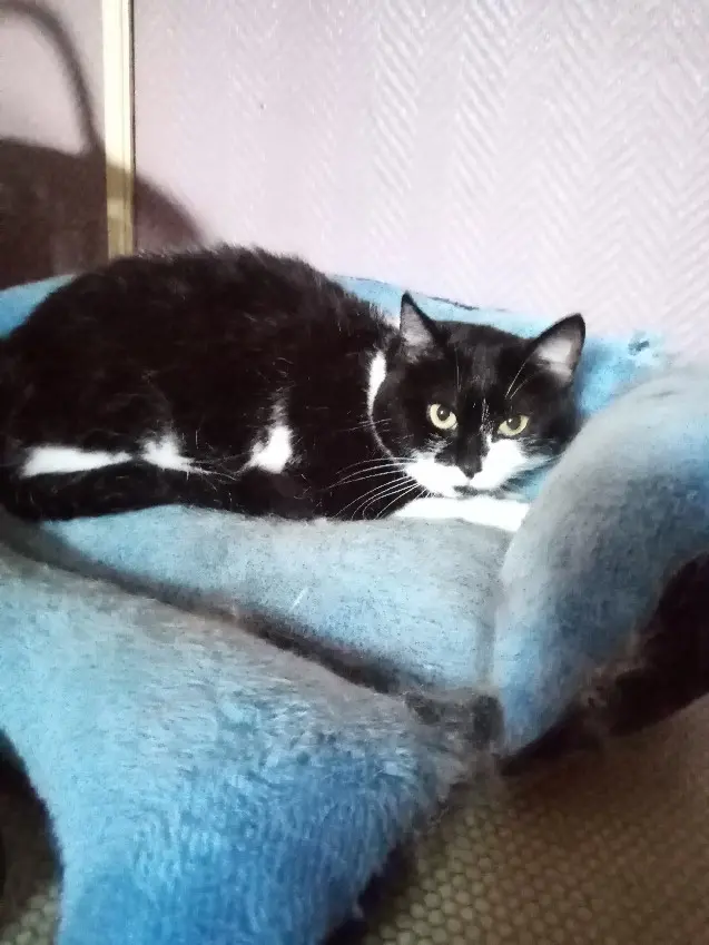 Chatte Perdue 14 Calvados - Thalya Chatte Perdue 14 Calvados - Thalya