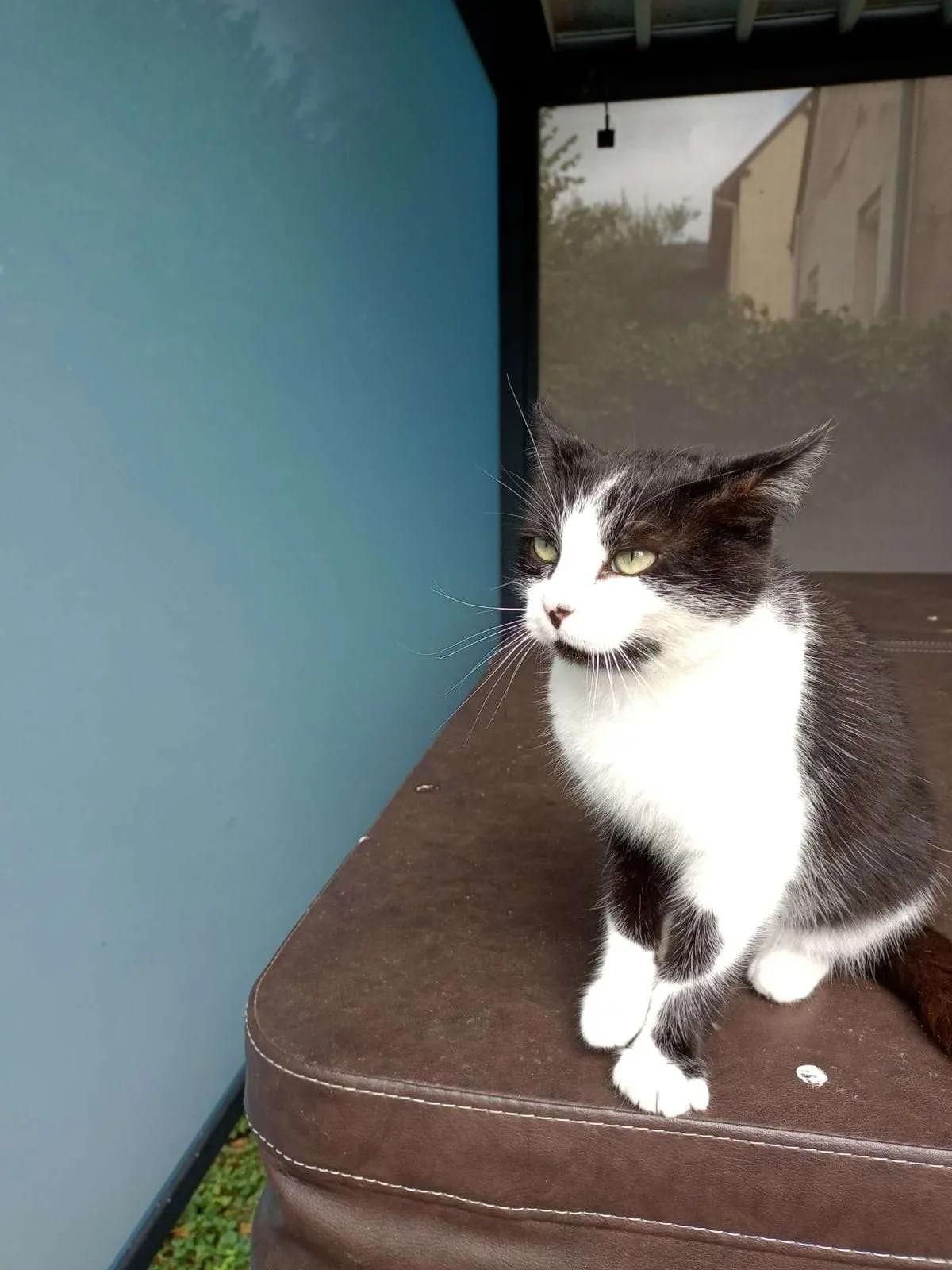 Chatte Perdue 14 Calvados Thue et Mue Chatte Perdue 14 Calvados Thue et Mue