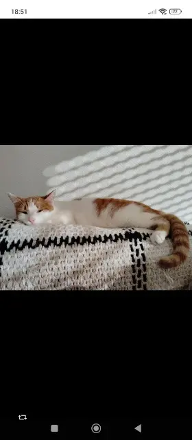 chatte lost   14220 Thury-Harcourt-le-Hom Vaïana