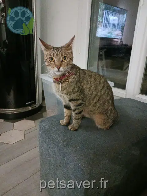chatte lost   14220 Thury-Harcourt-le-Hom Mirabelle