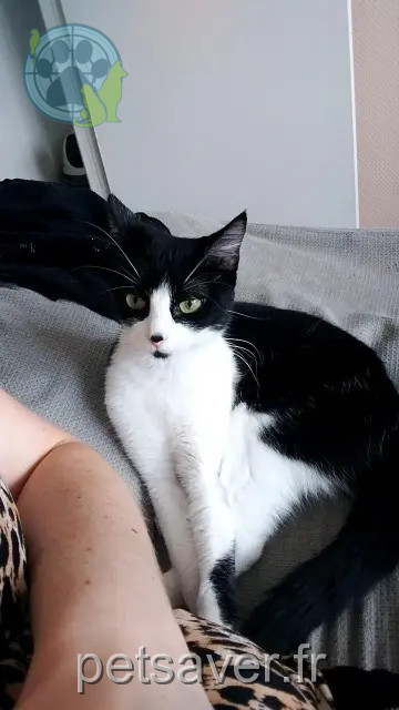 chatte perdue 14200 Hérouville-Saint-Clair Tia chatte lost 14200 Hérouville-Saint-Clair Tia