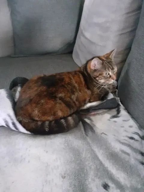chatte lost   14480 Banville Tigresse