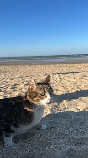 chatte lost   14880 Hermanville-sur-Mer Titi
