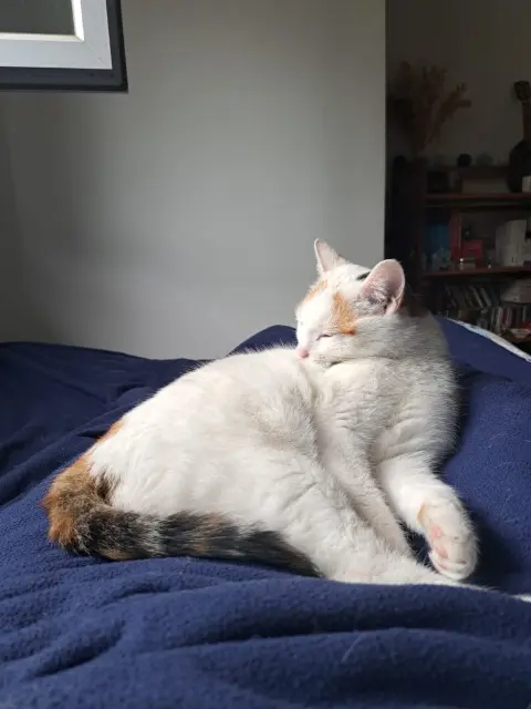 chatte lost   14330 Le Molay-Littry Tiya