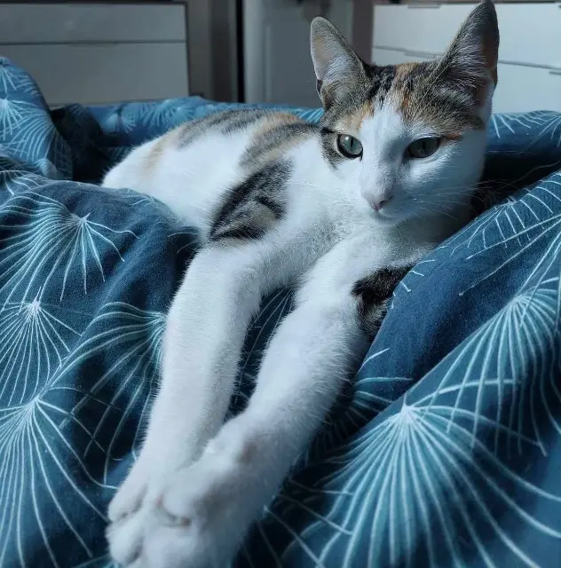 chatte lost   14210 Évrecy Uma