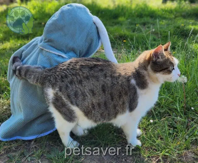 chatte lost   14190 Ouilly-le-Tesson Uska