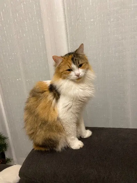 chatte lost   14490 Saint-Paul-du-Vernay Utoo