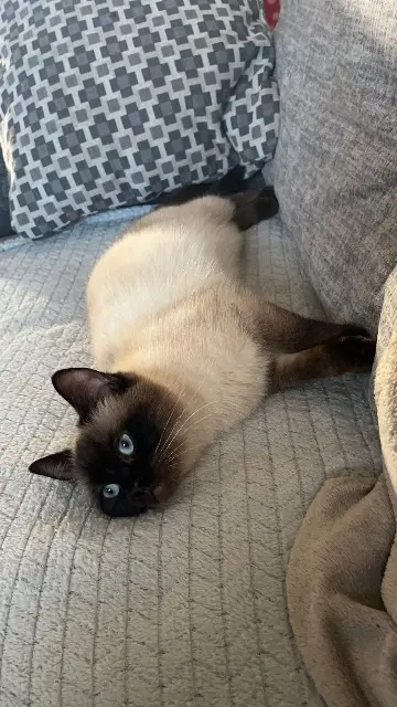 chatte lost    Val d'Arry Sia