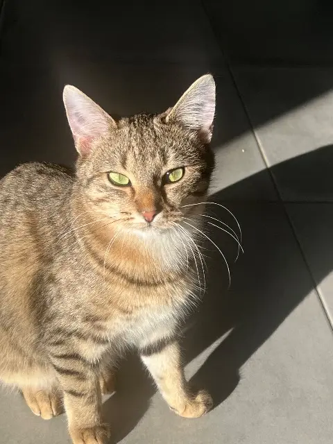 chatte lost   14410 Valdallière Leia