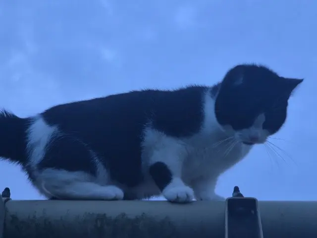 cat lost   14400 Tour-en-Bessin Venus