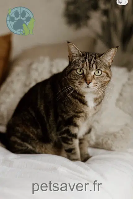 gata lost   14500 Vire Normandie Nala