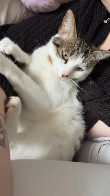 chatte lost   14500 Vire Normandie Tika