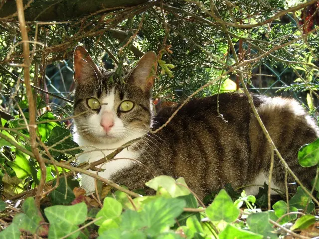 chatte lost   14330 Lison Willow