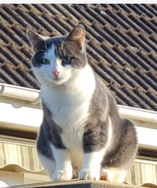 chatte lost   14123 Ifs Yoda