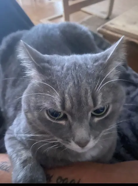 chatte lost   14130 Coquainvilliers Yoshi