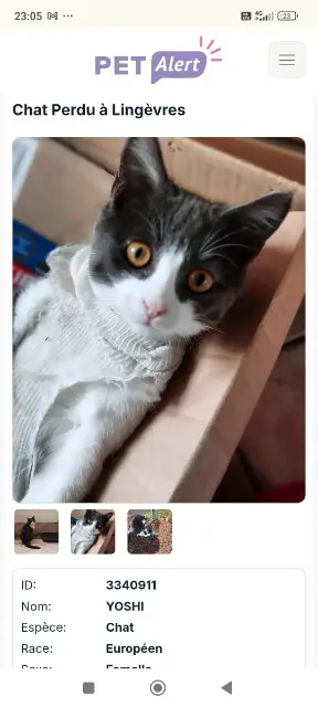 chatte lost   14250 Lingèvres YOSHI