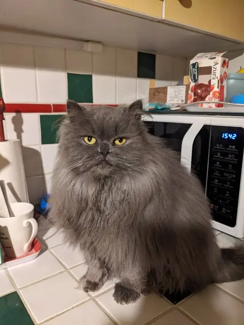 chatte lost   14123 Ifs Zoé