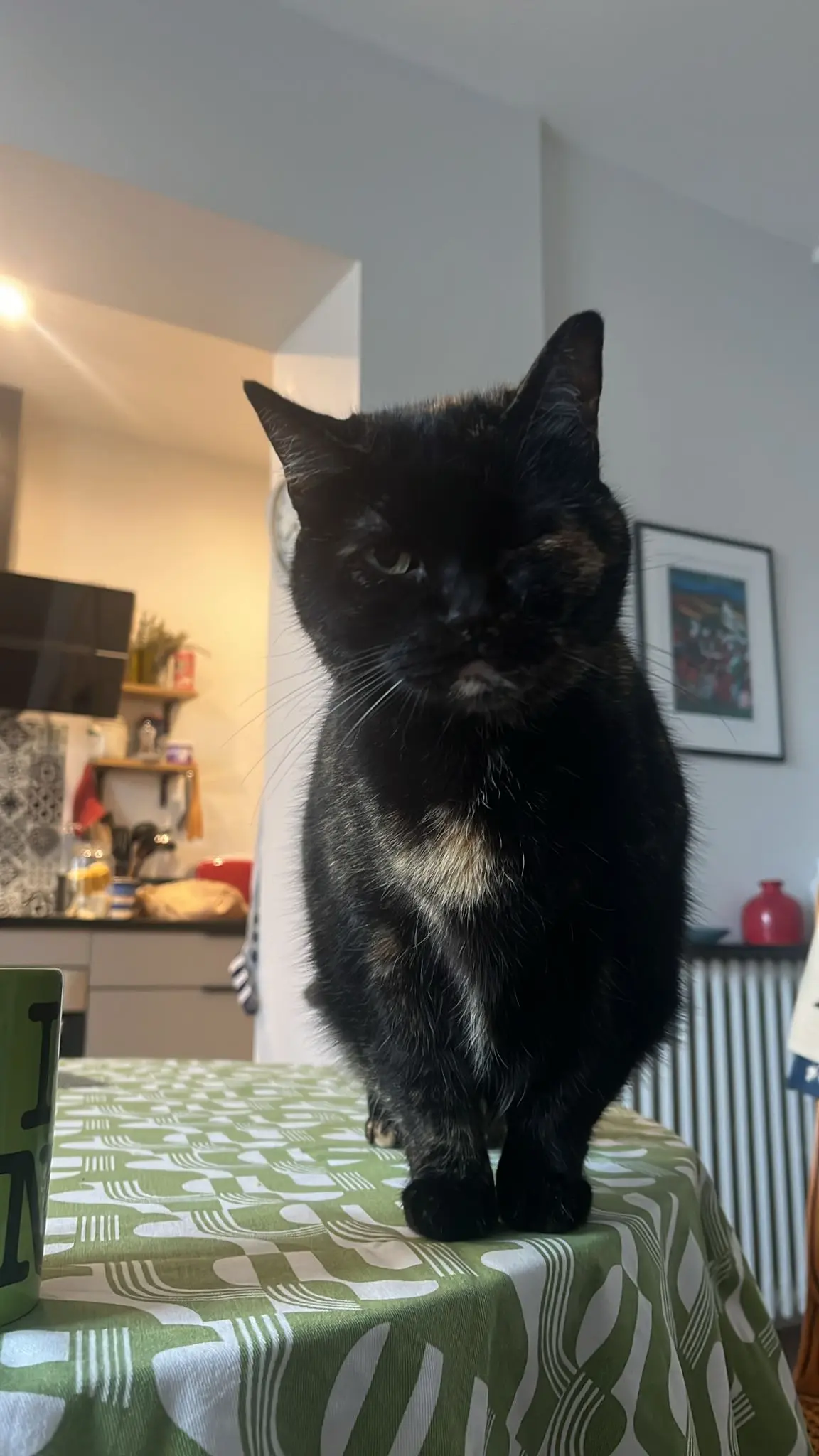 Chatte Perdue 14 Calvados Chatte Perdue 14 Calvados