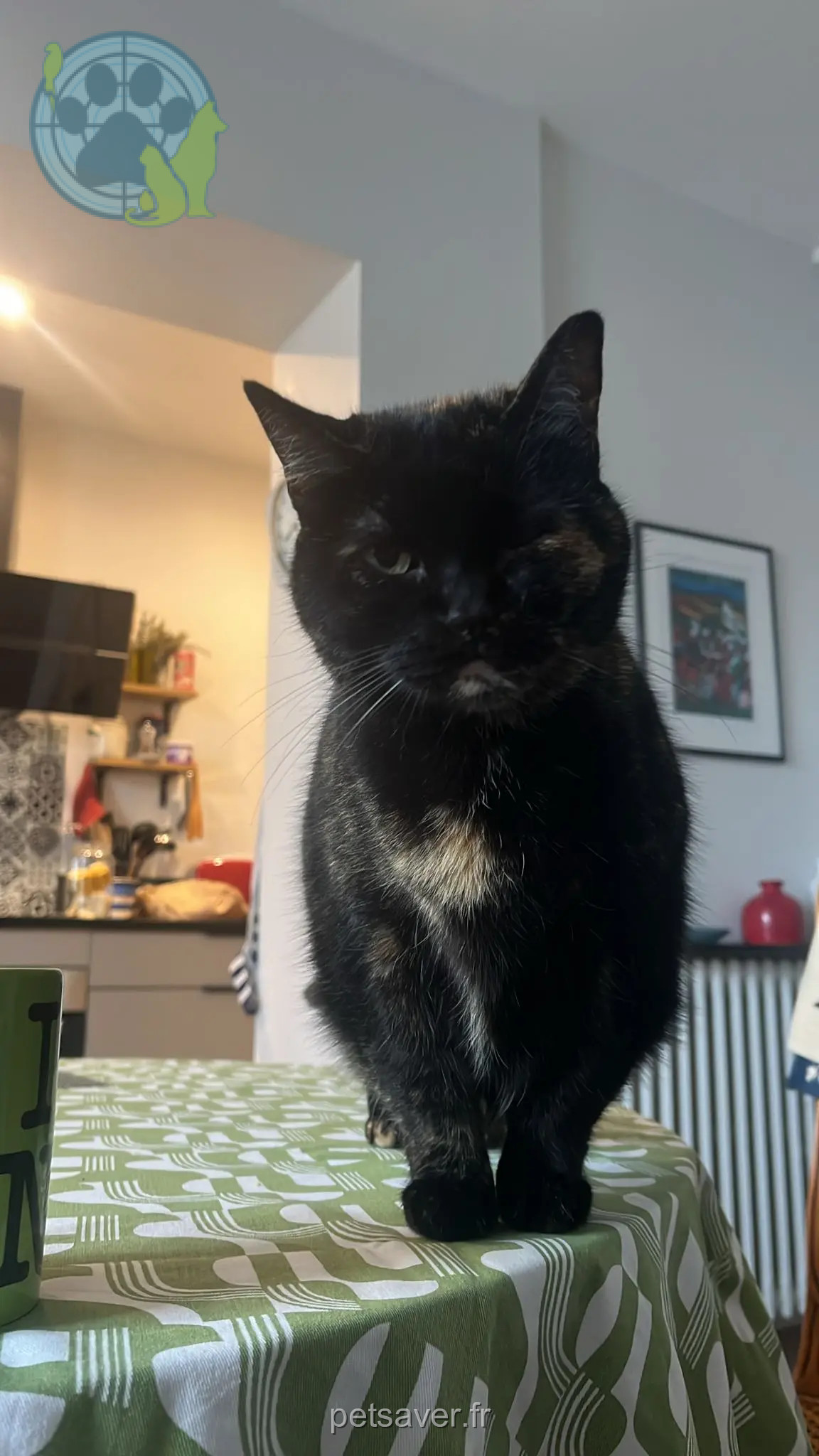 Chatte Perdue 14 Calvados Chatte Perdue 14 Calvados