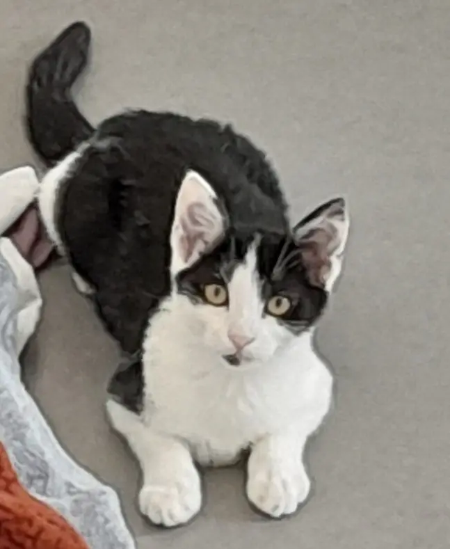 Chatte Perdue Kuala Lumpur - Mika Chatte Perdue Kuala Lumpur - Mika
