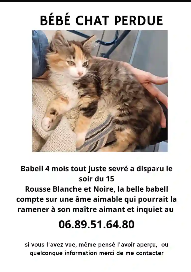 Chatte Perdue 15 Cantal - Babell Chatte Perdue 15 Cantal - Babell