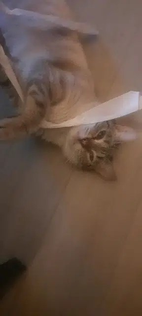 chatte lost   15000 Aurillac Chipie