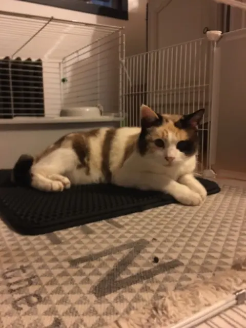 chatte lost   15000 Aurillac Coquillette