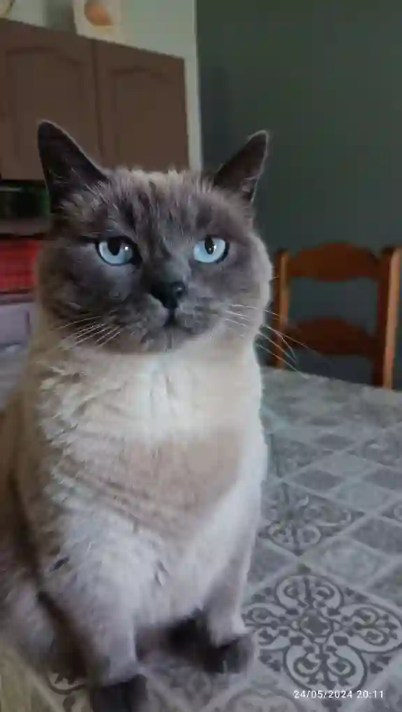 Chatte Perdue 15 Cantal - Craquotte Chatte Perdue 15 Cantal - Craquotte