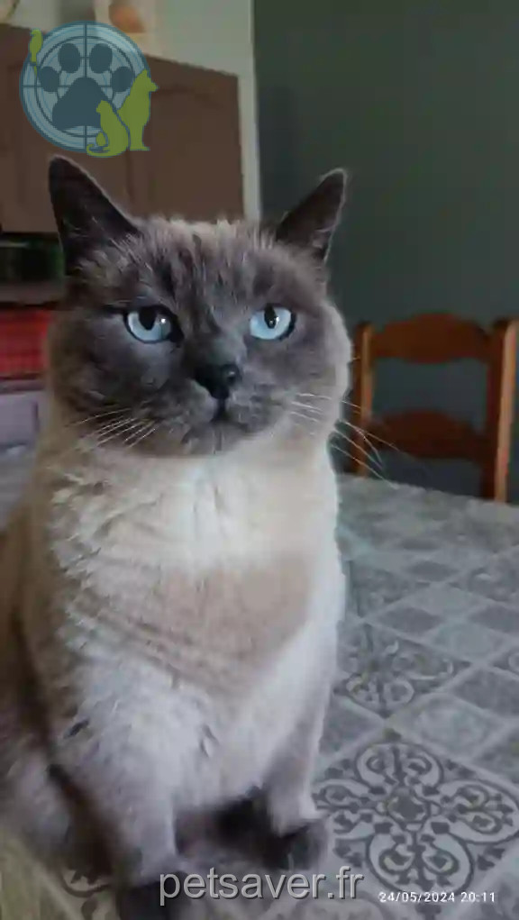 Chatte Perdue 15 Cantal - Craquotte Chatte Perdue 15 Cantal - Craquotte