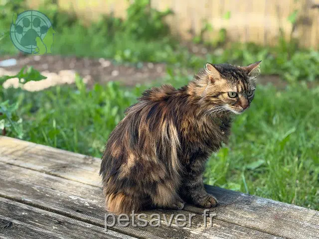 cat lost   15130 Yolet Câline