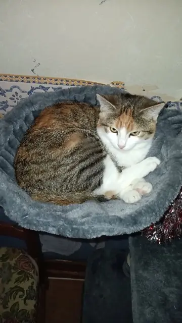 chatte lost   15100 Saint-Flour Hoanna