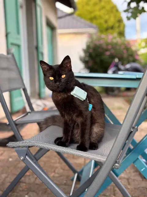 chatte lost   15250 Jussac Héra