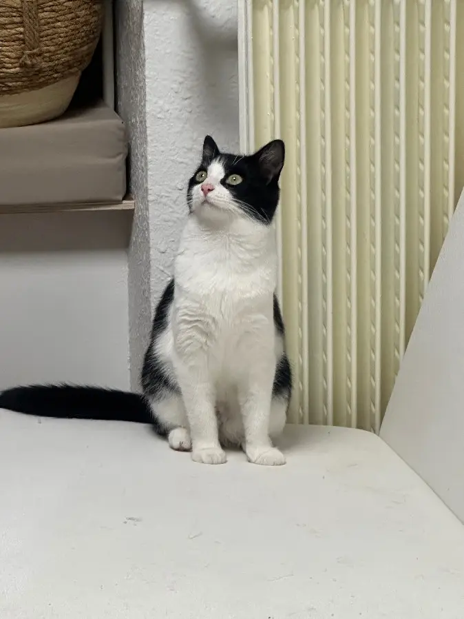 Chatte Perdue 15 Cantal - Iko Chatte Perdue 15 Cantal - Iko