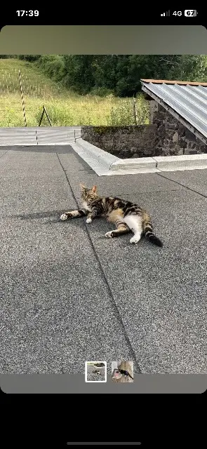 chatte lost   15400 Riom-ès-Montagnes Lolita