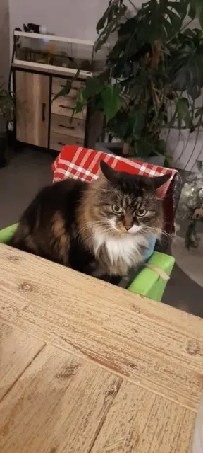 chatte lost   15250 Reilhac Loulou