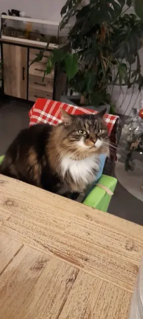 chatte lost   15250 Reilhac Loulou