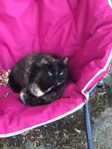 Chatte Perdue 15 Cantal - Louna Chatte Perdue 15 Cantal - Louna