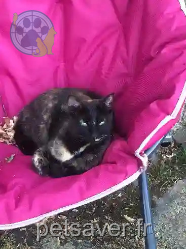 Chatte Perdue 15 Cantal - Louna Chatte Perdue 15 Cantal - Louna