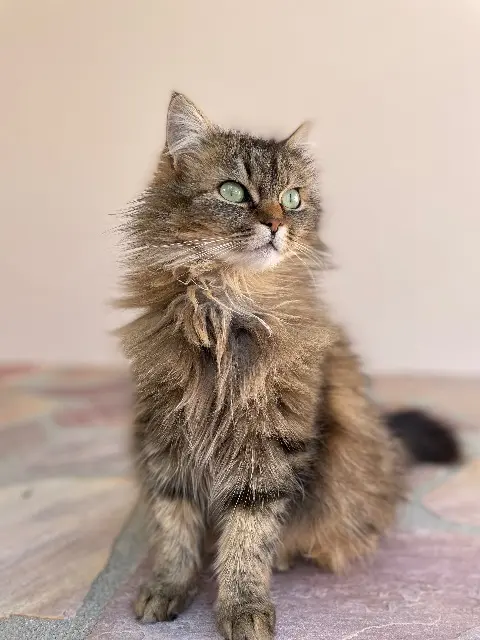 gata perdida Ytrac Luna gata lost Ytrac Luna